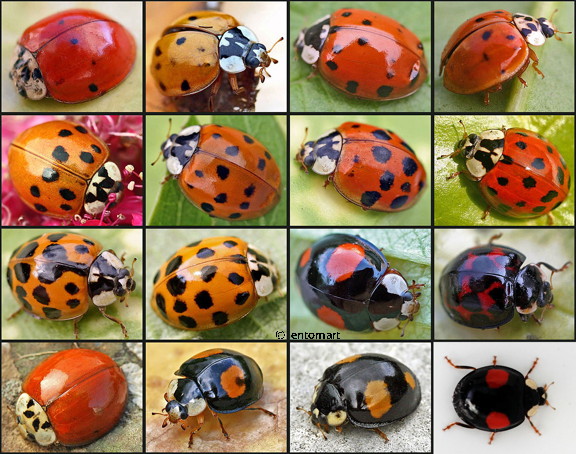 Les différents types de coccinelles